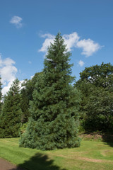 Green Foliage of an Evergreen Coniferous Giant Sequoia, Sierra Redwood, Wellingtonia or Big Tree (Sequoiadendron giganteum) Growing in a Garden in Rural England, UK