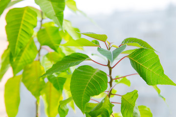 Home plant closeup, blurred background
