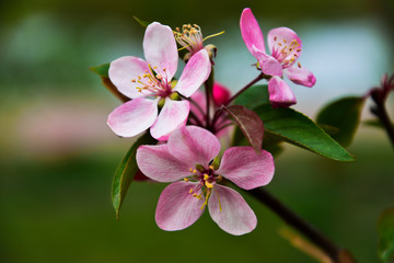 Fototapeta na wymiar Flowering fruit tree branch. Natural light. Close-up.