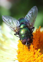 fly on a flower