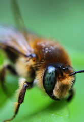 bee on a flower