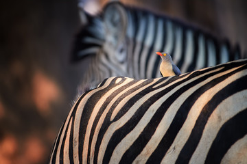 Bird and stripes. African red-billed oxpecker ride on back of zebra, looking for ticks. Mutualism between african animals. Mana Pools, Zimbabwe.
