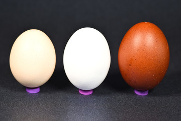 oeufs poule alimentation