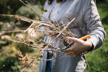 Close-up view of cut branches in female hands