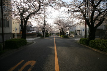 春の朝の桜並木