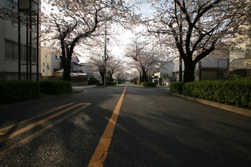 春の朝の桜並木