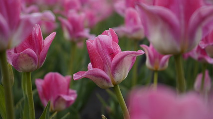 Park with vibrant colors. A lot of blooming tulips. Tulip Exhibition. Field of multi-colored tulips. Floristics, many colored flowers. Lots of tulips.