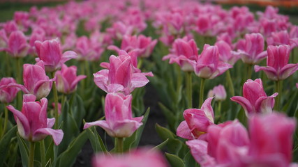 Obraz premium Park with vibrant colors. A lot of blooming tulips. Tulip Exhibition. Field of multi-colored tulips. Floristics, many colored flowers. Lots of tulips.