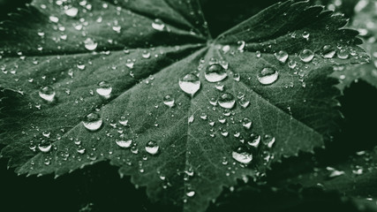 Green edit on leaves with droplets.