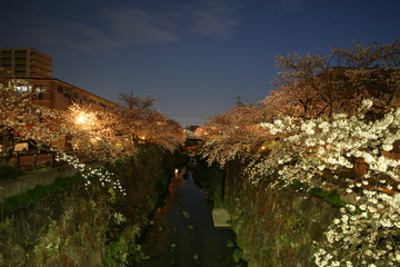 Fototapeta na wymiar 山崎川の深夜の街灯に照らされる夜桜 