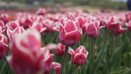 Park with vibrant colors. A lot of blooming tulips. Tulip Exhibition. Field of multi-colored tulips. Floristics, many colored flowers. Lots of tulips.