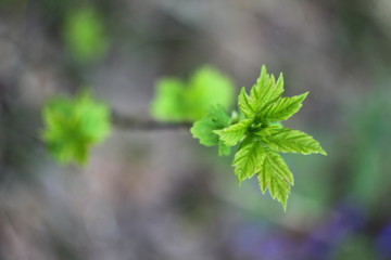 close up of green leaves