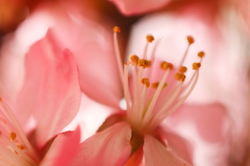 Fototapeta na wymiar almond flowers