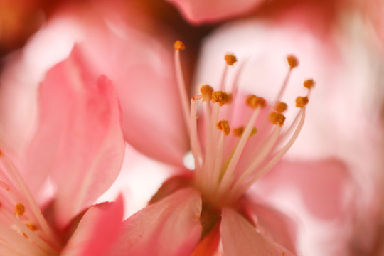 almond flowers © Марина Андрейченко