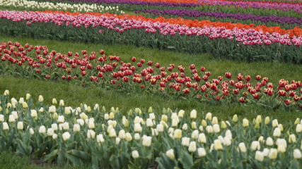 Park with vibrant colors. A lot of blooming tulips. Tulip Exhibition. Field of multi-colored tulips. Floristics, many colored flowers. Lots of tulips.