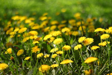 field of dandelions