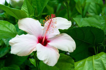 Pink hibiscus flower against green leaves. Natural background.Selective focus - obrazy, fototapety, plakaty
