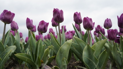 Obraz premium Park with vibrant colors. A lot of blooming tulips. Tulip Exhibition. Field of multi-colored tulips. Floristics, many colored flowers. Lots of tulips.