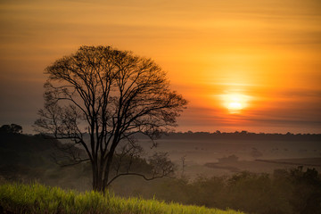 Fototapeta na wymiar Sunrise and tree