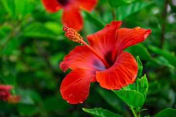 Red hibiscus flower against green leaves. Natural background.Selective focus