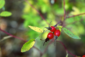 red currant on a green leaf