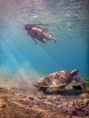 Couple turtle and woman