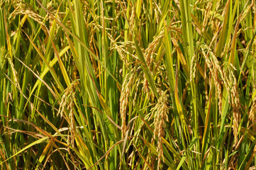 Organic rice Thai jasmine rice in field the favorite meal of Thailand. The famous agriculture product Thailand