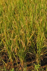 Organic rice Thai jasmine rice in field the favorite meal of Thailand. The famous agriculture product Thailand