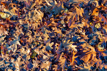 leaves in autumn color