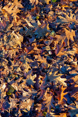 leaves in autumn color