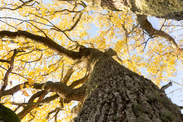 oak tree in autumn 