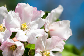 Fototapeta na wymiar Pink apple tree blossom against blue sky. Spring background. Copy space