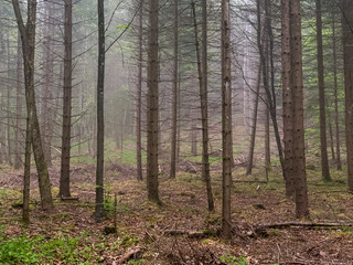 Lemberg in Baden-W&uuml;rttemberg bei Nebel