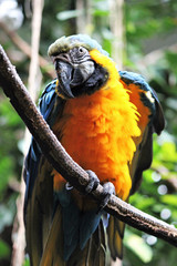 macaw parrot blue and yellow gold bird close up stock photo. Macaw parrot is a tropical bird this is yellow and gold 