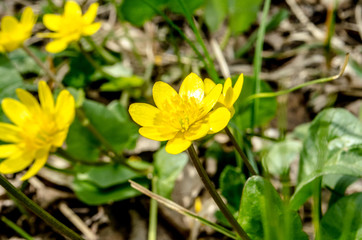 yellow flower on green grass