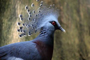 Crowned Victoria pigeon with impressive crest plumage ground dwelling blueish grey bird from New Guinea with red iris eye and burgundy chest~ stock photo