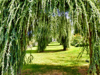 A series of Cedrus deodara Pendula Arches in the Cottage Garden at Eyrignac Manor Garden, Dordogne,...