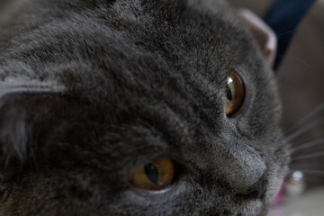 Focus cat