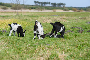 Three goat kids grazing on meadow, wide angle close photo with backlight sun.