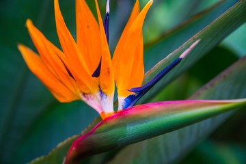 Fototapeta na wymiar Close-up Of Orange Flower Blooming Outdoors