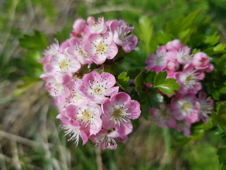 pink and white flowers