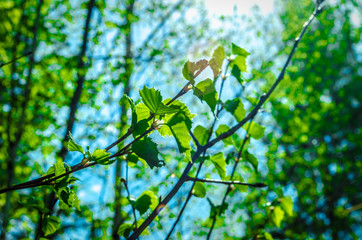 vegetation and trees in the forest