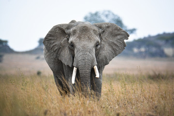 Naklejka na ściany i meble Elefante en el Serenguetti
