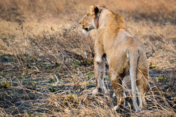 Leona estudiando el terreno