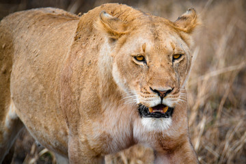 Leona buscando comida