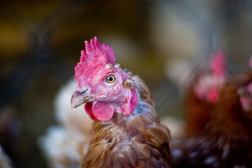 chicken with a red comb walks around the chicken coop