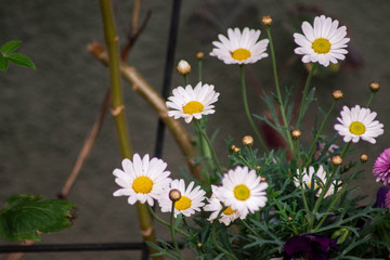 daisies in a garden