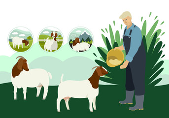 Farmer and goats Flat vector illustration Countryside and farmland, cattle breeding and stock raising Organic farm Decorative banner