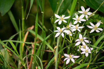 white little flowers in the garden