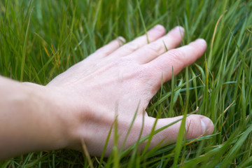 Caucasian man hand touching green soft grass